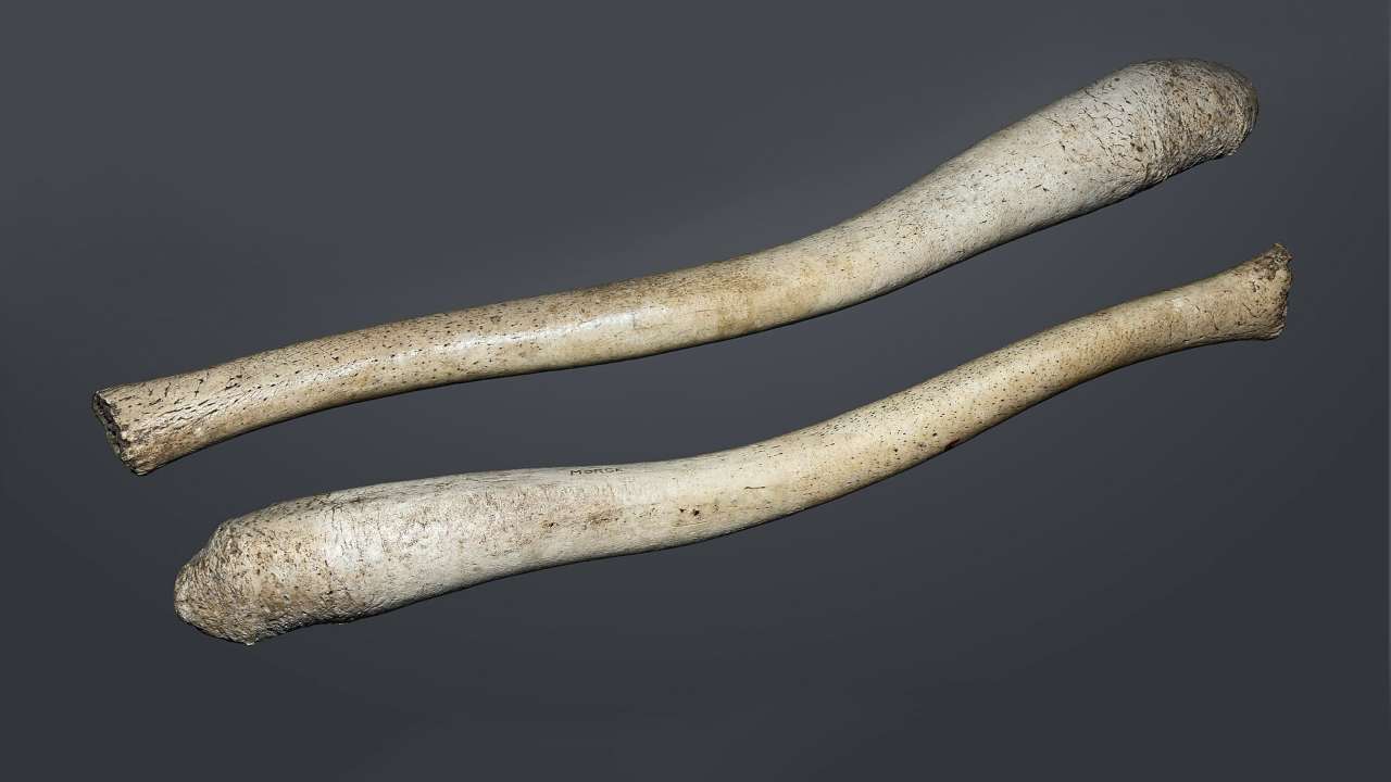 Perché l'uomo ha perso la struttura ossea del pene?